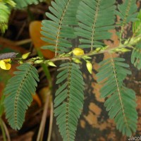 Chamaecrista nictitans (L.) Moench